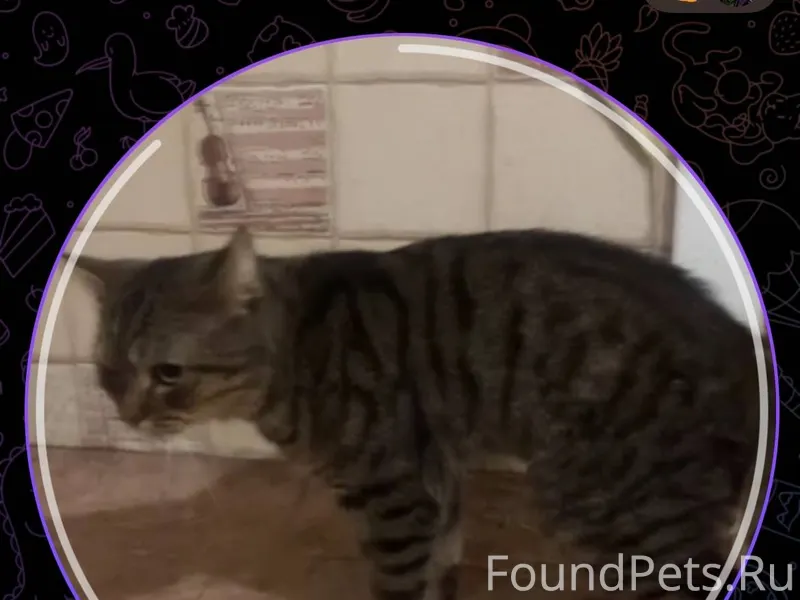 Пропал кот по кличке Тимофей (...