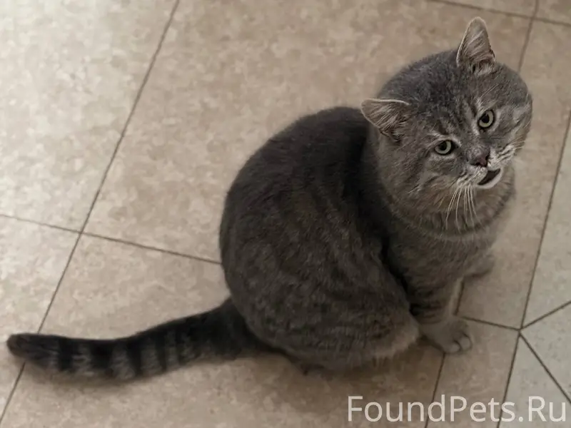 Пропал кот по кличке Коржик. П...