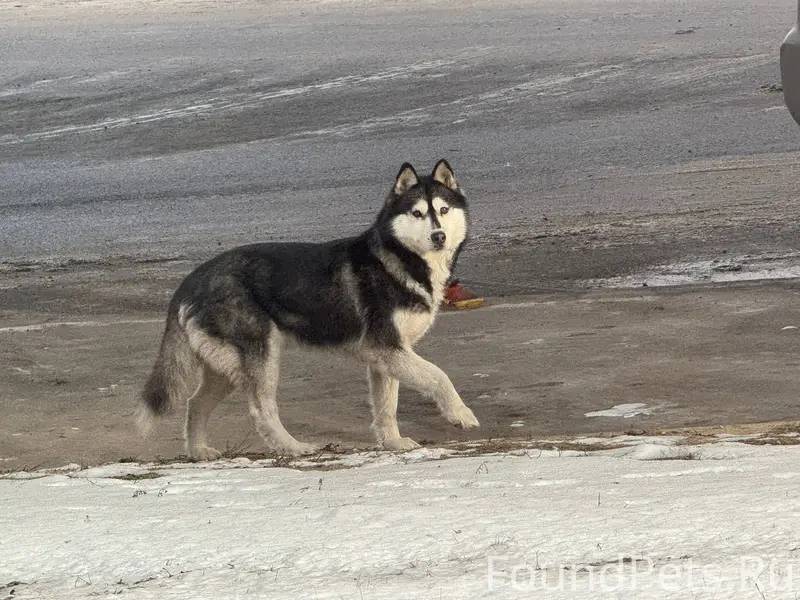 Возле ОАО «БрестХлебоПродукт» ...