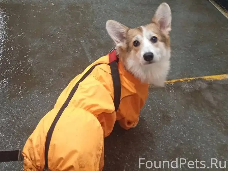 ПРОПАЛА СОБАКА ЩЕНОК КОРГИ БУСИНКА. ТЕРРИТОРИАЛЬНО МАРШРУТ ТРАМВАЯ Т1  М.ТУЛЬСКАЯ - Б-Р РОКОССОВСКОГО