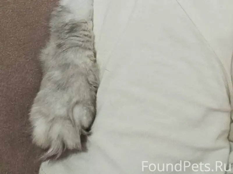 Добрый вечер. Пропал кот по кл...