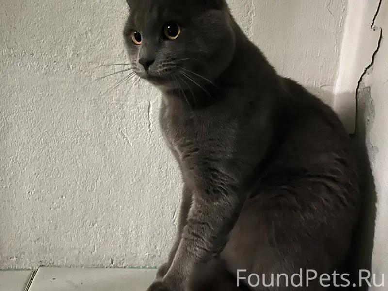 ИЩЕМ ХОЗЯЕВ!🙏 6 января с...