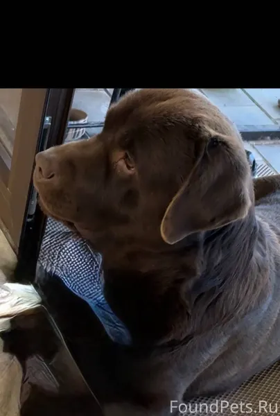 Потерялся взрослый Лабрадор шо...