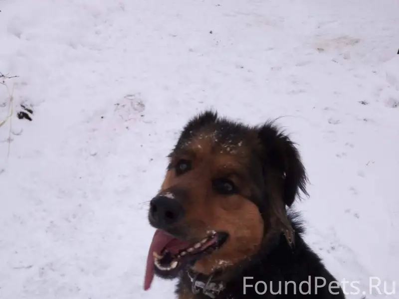 Внимание! Пропала собака дер. ...