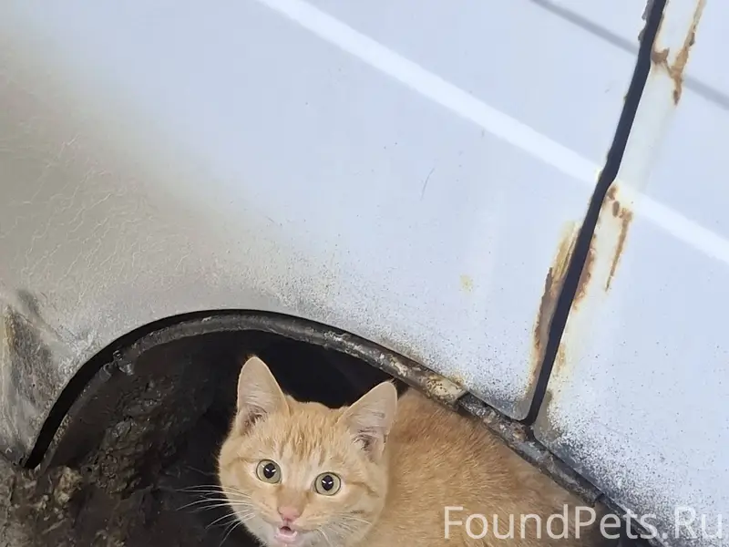 В районе ДОЦ пропал рыжий кот....