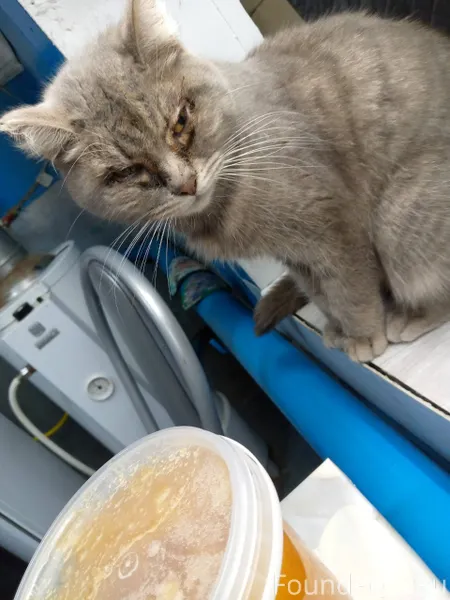 Сегодня ночью найдена кошка В ...