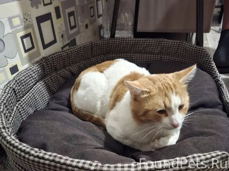 Пропал кот если кто то видел.....