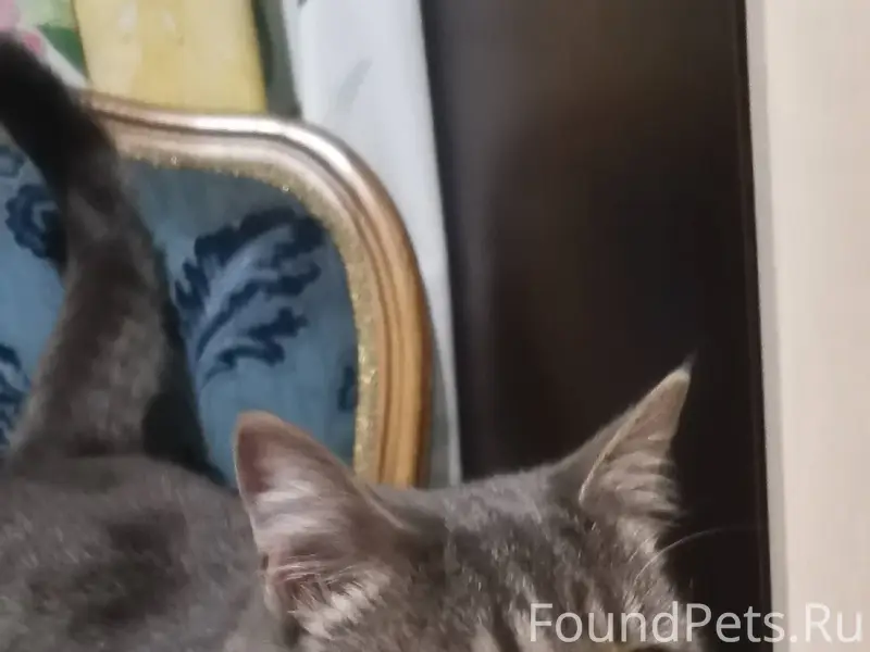 Найден кот в воскресенье в гор...