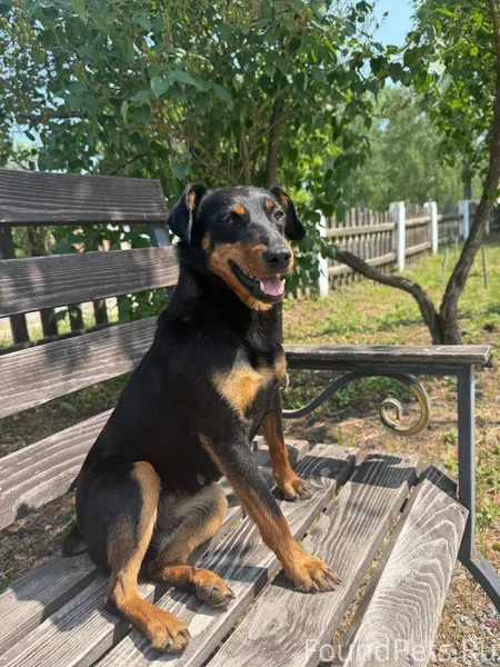 🔻🔺ПРОПАЛА СОБАКА 🔻🔺 🔻Внимание🔻...