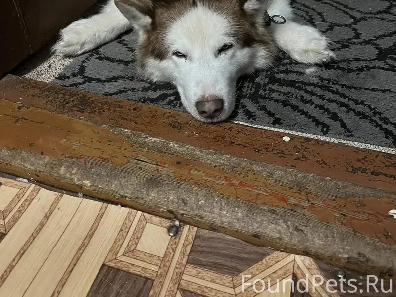 НАЙДЕНА СОБАКА! (Томилино, ул....