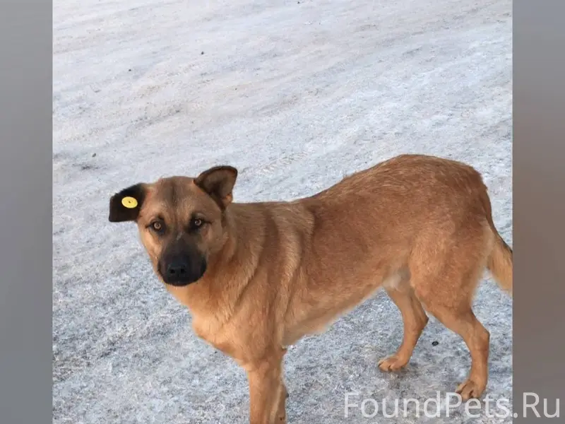 Друзья, пропала собака со свое...
