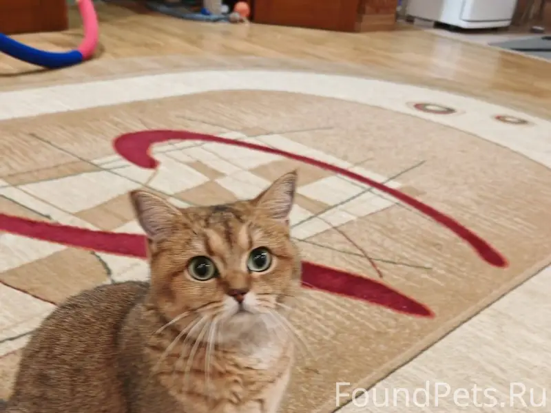 Пропала кошка в районе Каменуш...