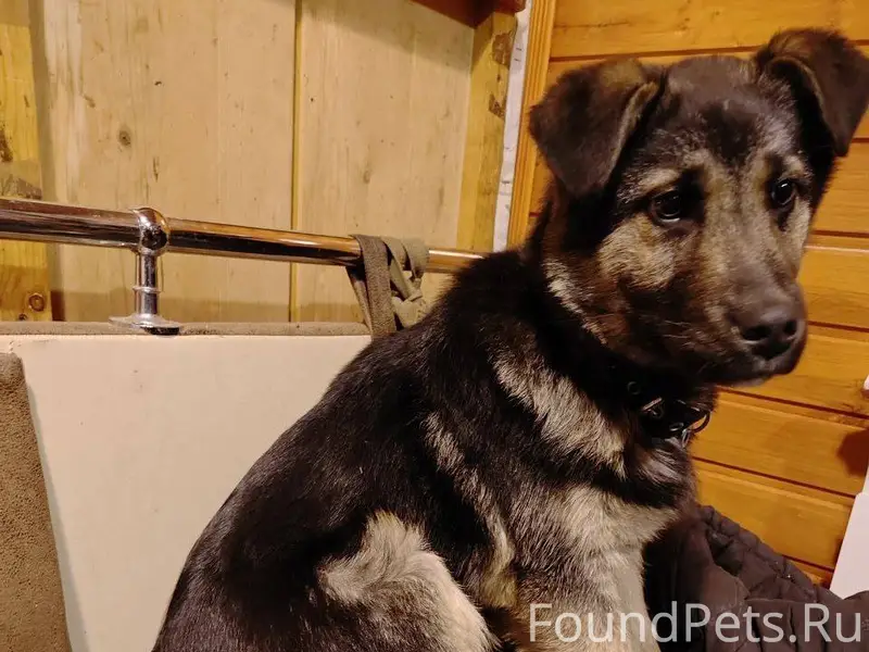 Найден щенок с ошейником в Щел...