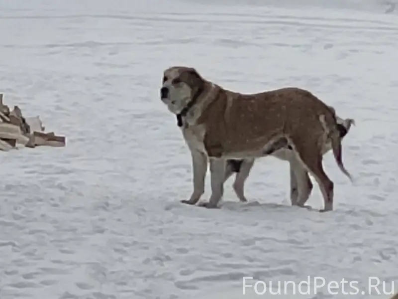 Кто потерял собаку лобрадор, в...