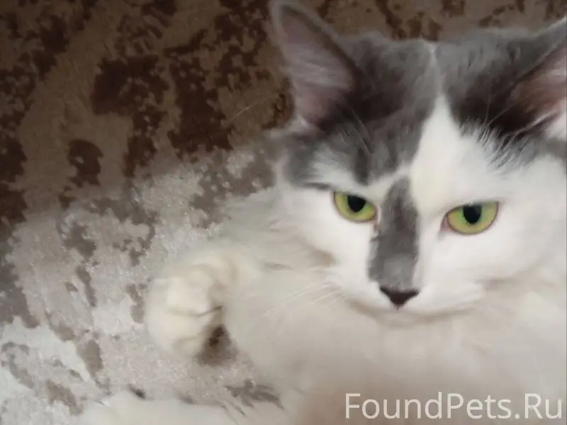 Найдена пушистая кошка, окрас ...