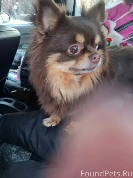 Найдена собака у ГАИ Тел для.....