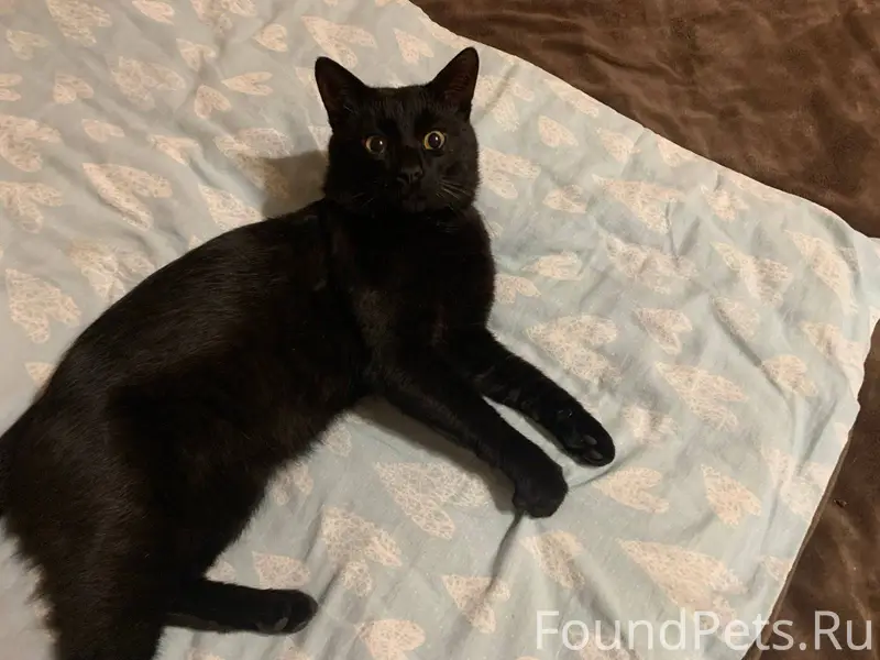 ‼️Глубокое! Пропал кот — район...