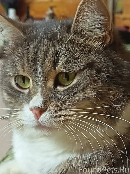 Здравствуйте. Пропала кошка в ...