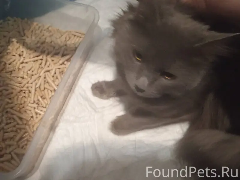 Найден кот (или кошка), забежа...