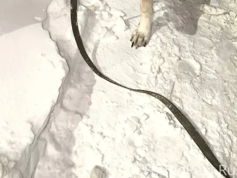 Найдена собака в районе Орджон...