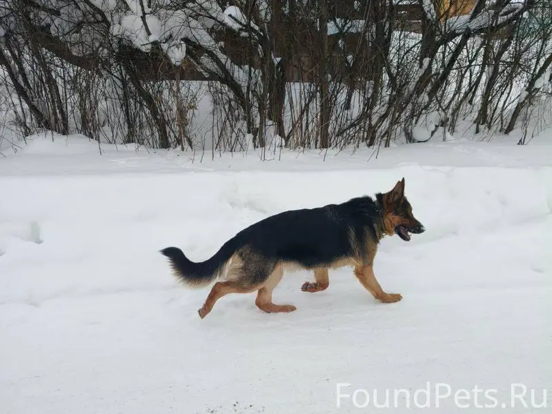 Найдена собака с ошейником в с...