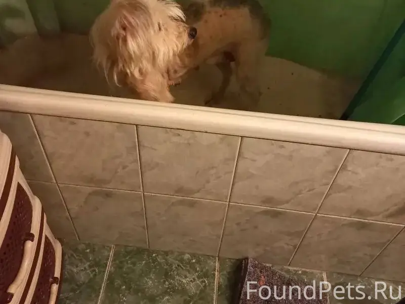 Мичуринск Срочно найдена собак...