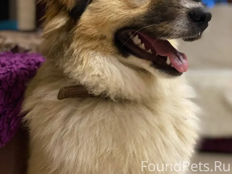 П.Заокский, Тульская область. ...