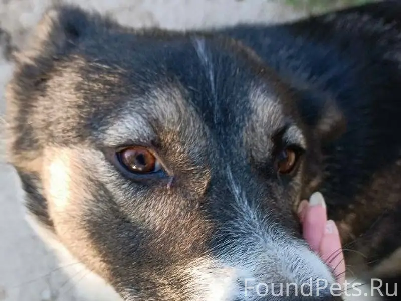 ‼️пропала собака‼️ 07.02, райо...