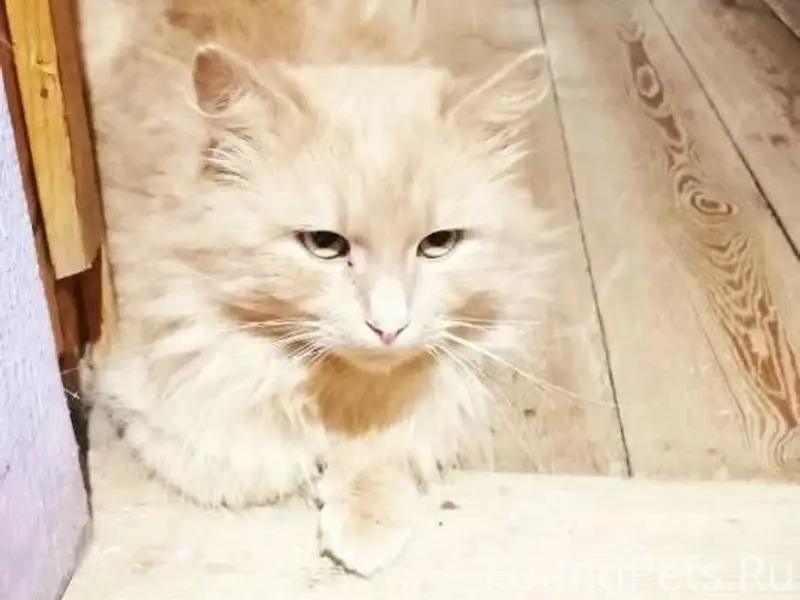 Найден кот. Видно что домашний...