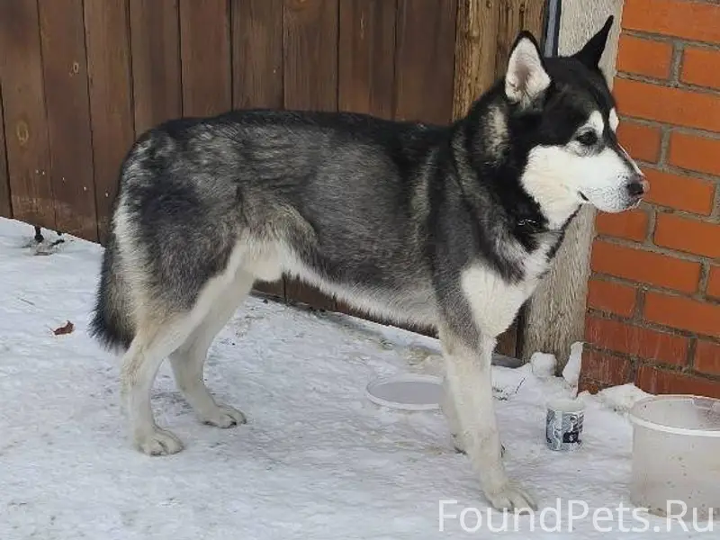 КТО ПОТЕРЯЛ СОБАКУ? 11 февраля...