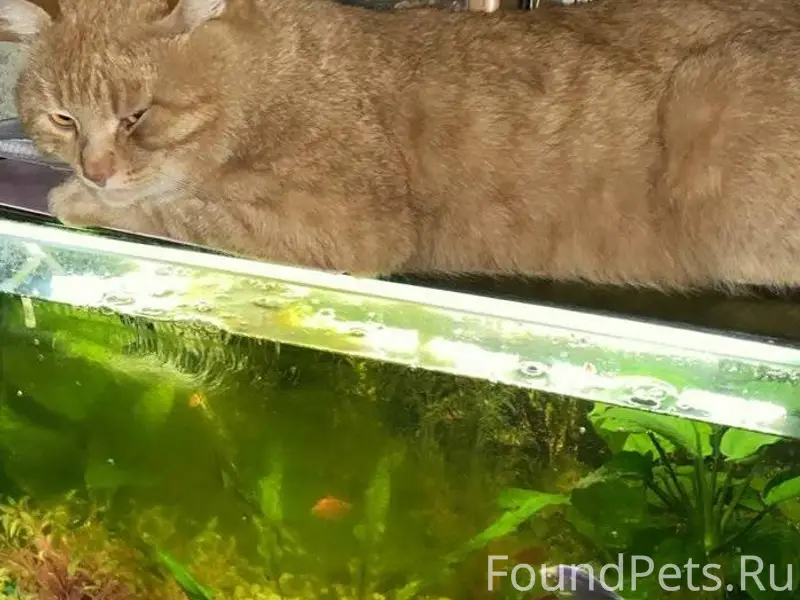 Здравствуйте. Помогите пожалуй...