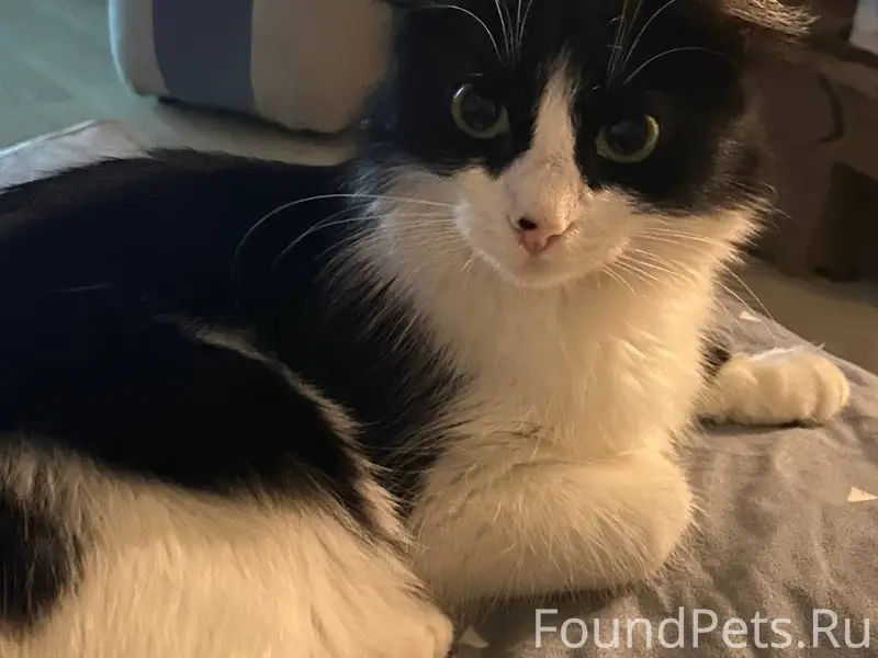 Пропала кошка возле Шахтеров 1...