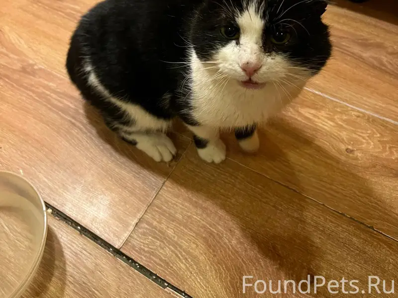 Древлянка!! был найден кот 11 ...