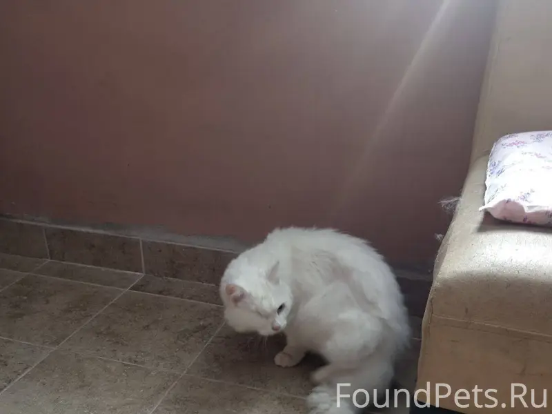 Срочно! Найден кот! В подъезде...