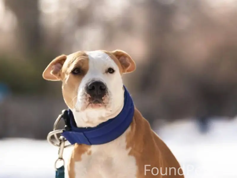 ‼️Помогите найти собаку‼️Ребят...