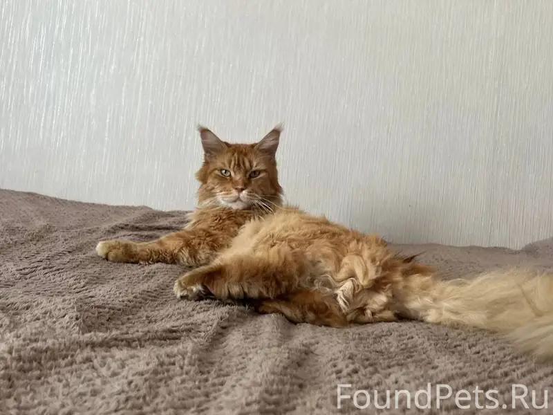 ⚠️ПРОПАЛ ВАЖНЫЙ ЧЛЕН СЕМЬИ⚠️ В...