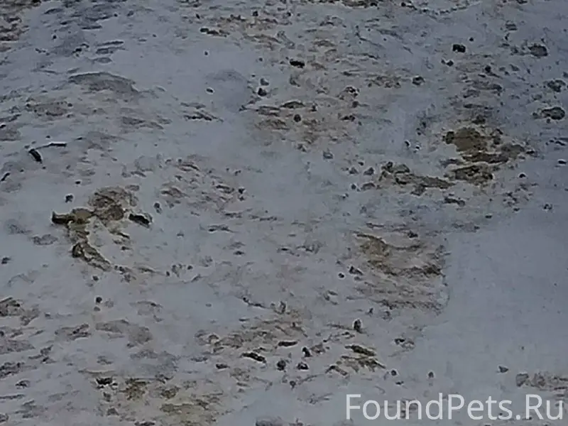 Найдена бело-серая кошка(кот)....