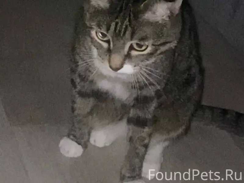 Пожалуйста,помогите найти кота...