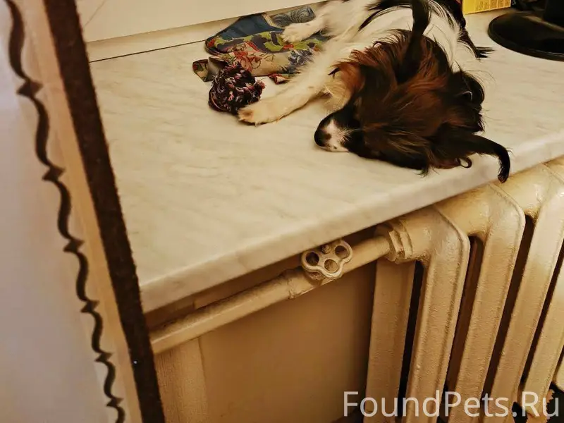 ⚠️ Пропал(а) собака 📍 Москва.....