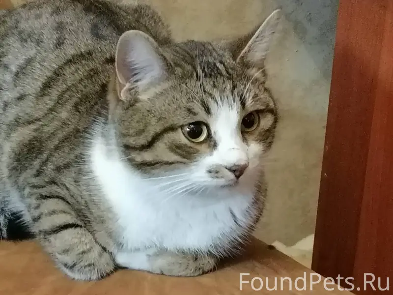 Здравствуйте. Найден кот. Прол...