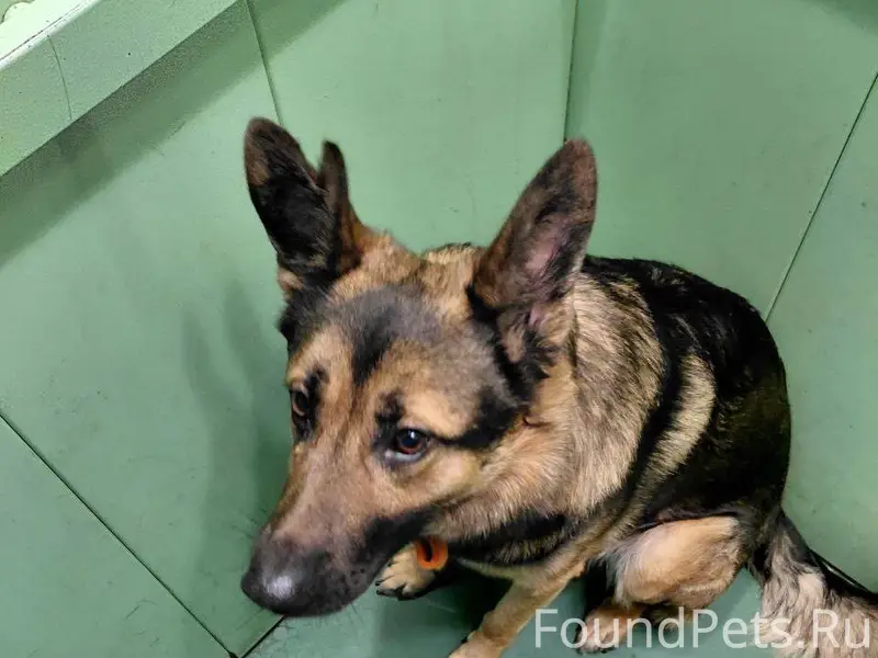 ❗Найдена собака породы овчарка...