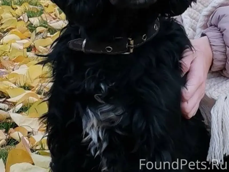 Потерялся пёс породы Спаниель ...