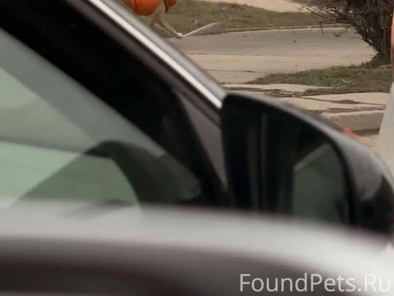 Добрый день 👋🏼 Потерянная соба...