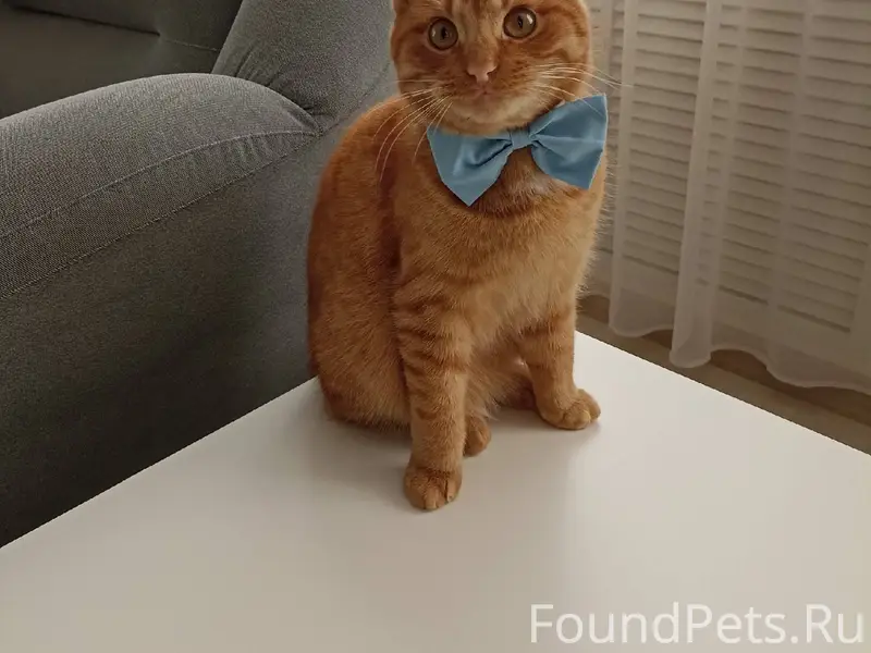 😿 ПРОПАЛ КОТ! ПОМОГИТЕ НАЙТИ! ...