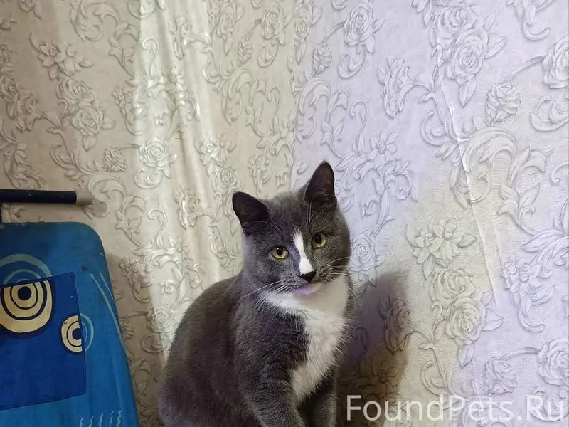 Все еще не найден котенок! Уше...