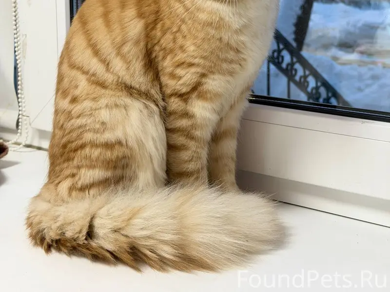 Найден кот, по всей видимости ...