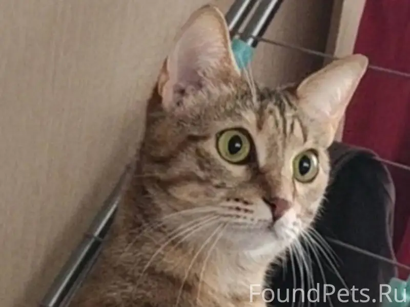 Пропала кошка Симка ул. Москов...