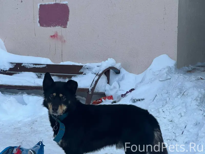 Ищем хозяина! Около недели наз...