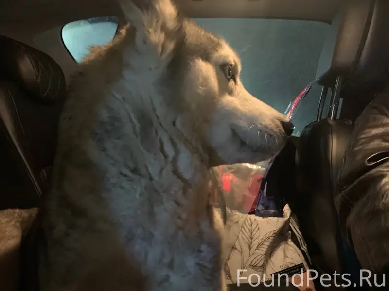 Найдена собака хаски девочка, ...