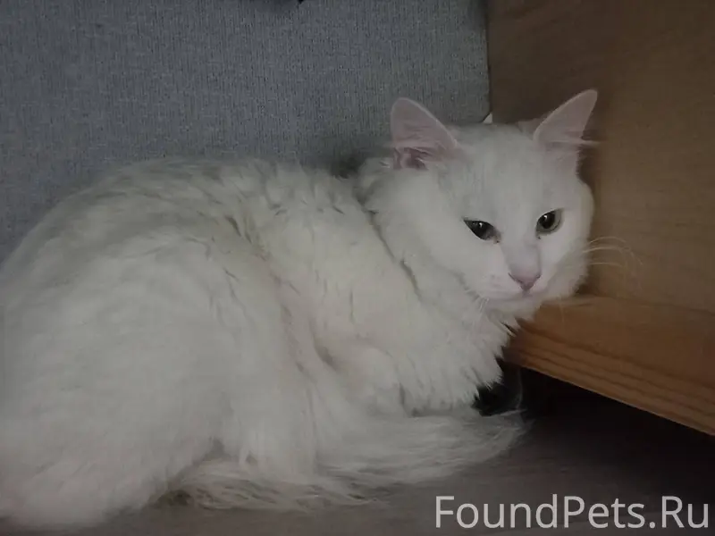 Найден кот или кошка на ул...